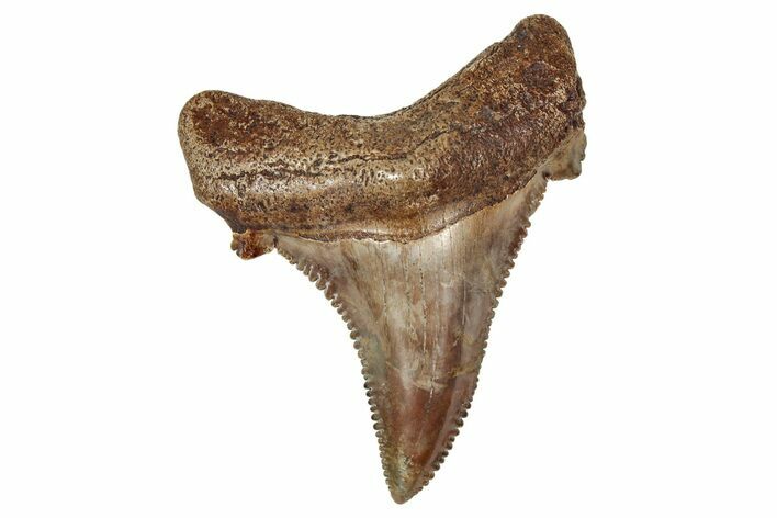 Serrated Fossil Sokolovi (Auriculatus) Tooth - South Carolina #338426